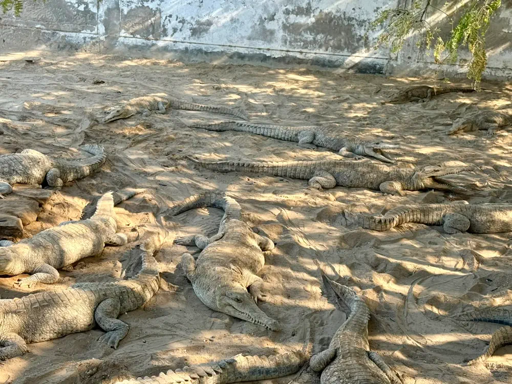 Cocodrilos en un espacio de conservación cercano a Puerto Pizarro